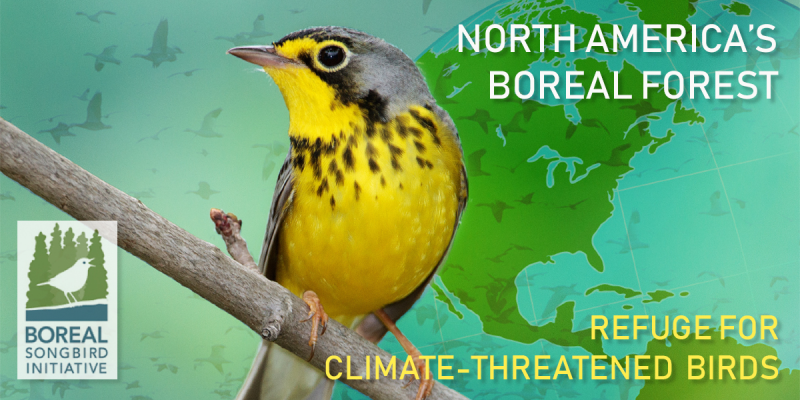 boreal songbird initiative, Jeff Wells, climate and birds